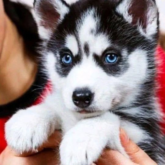 Snow Ball Blue Eyes Siberian Husky Puppies