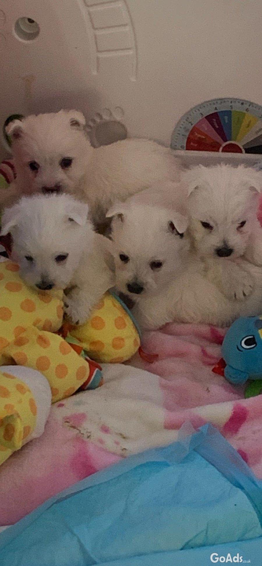 Snow Wite West Highland White Terrier Puppies.