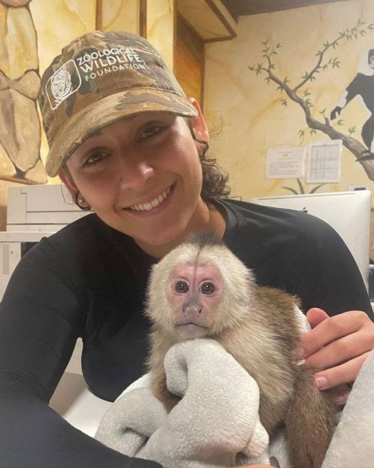 Soft baby monkey for sale
