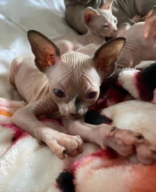 Sphynx Canadian kittens Available