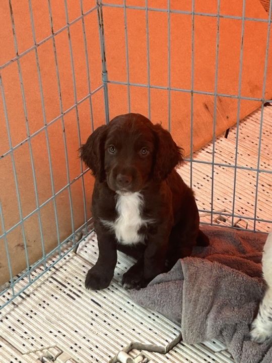 Sprocker male chocolate pup