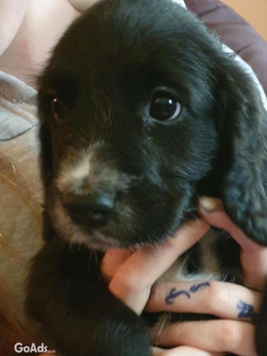 Sprocker puppies