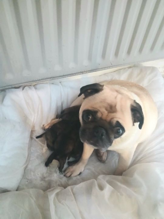 STAFF CROSS PUG PUPS FOR SALE