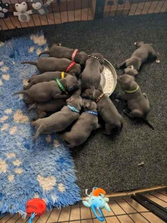 Staffordshire bull terrier puppies for adoption sale