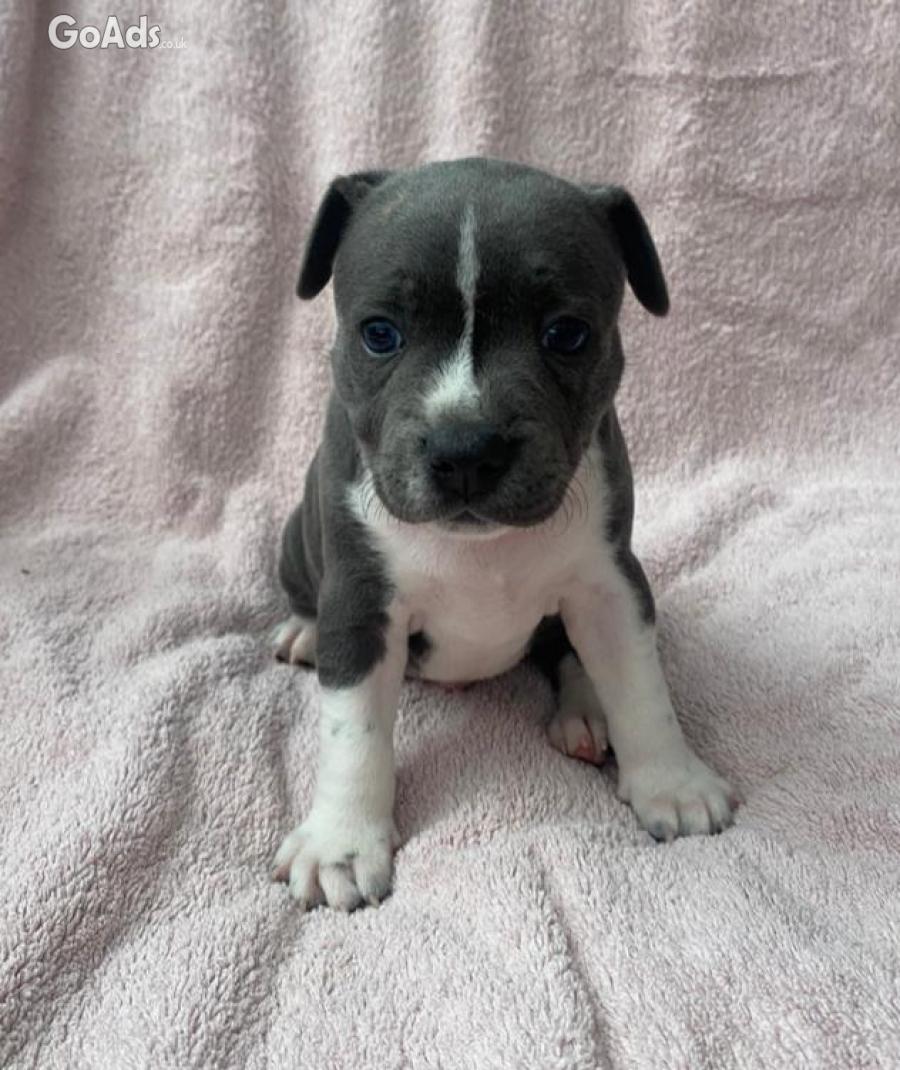 Staffordshire Bull Terrier puppies for adoption 