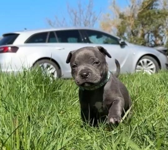 Staffordshire Bull Terrier Puppies for sale