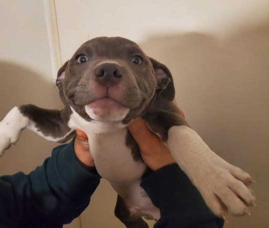 Staffordshire Bull terrier puppys