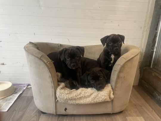 Staffordshire bull terrier
