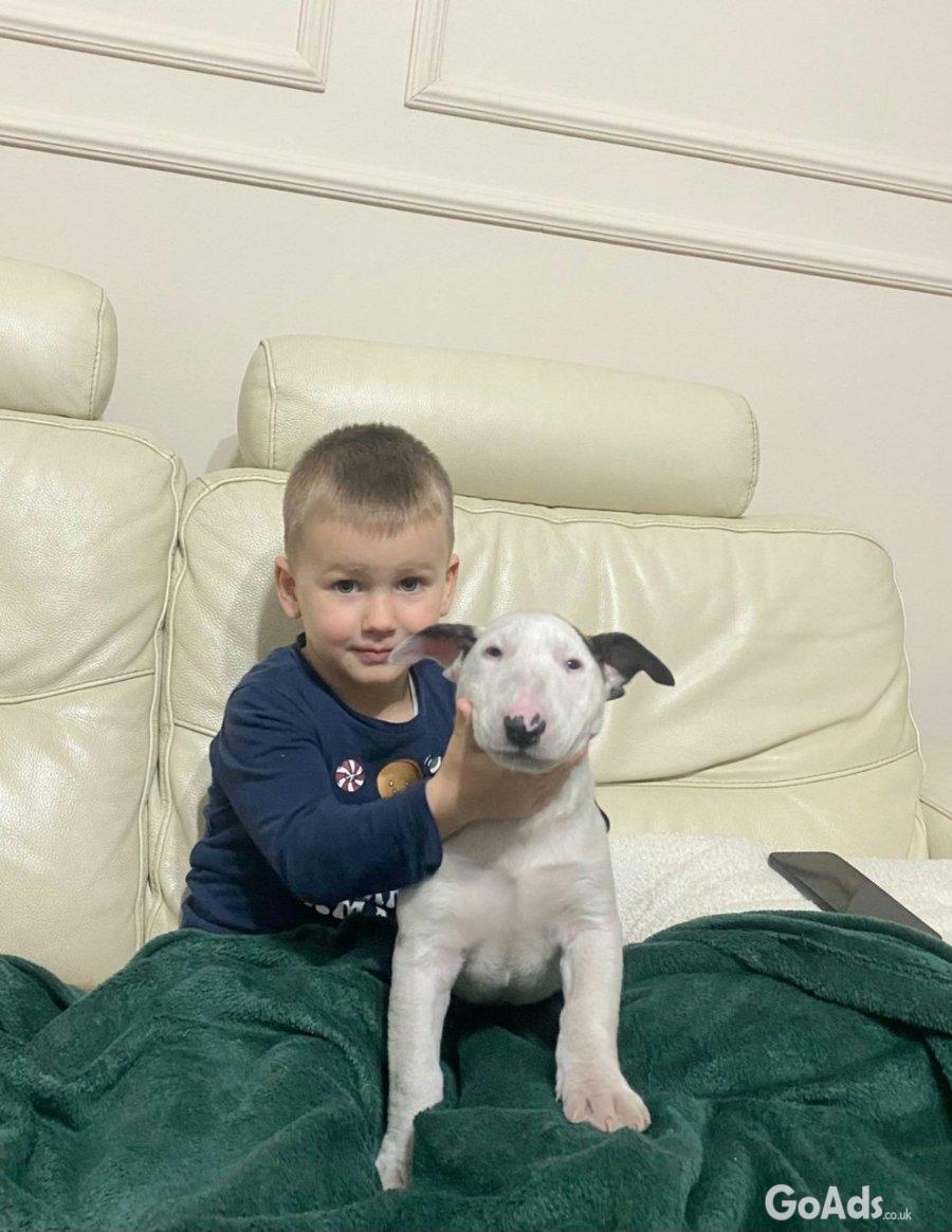 Standard Bull Terrier puppies