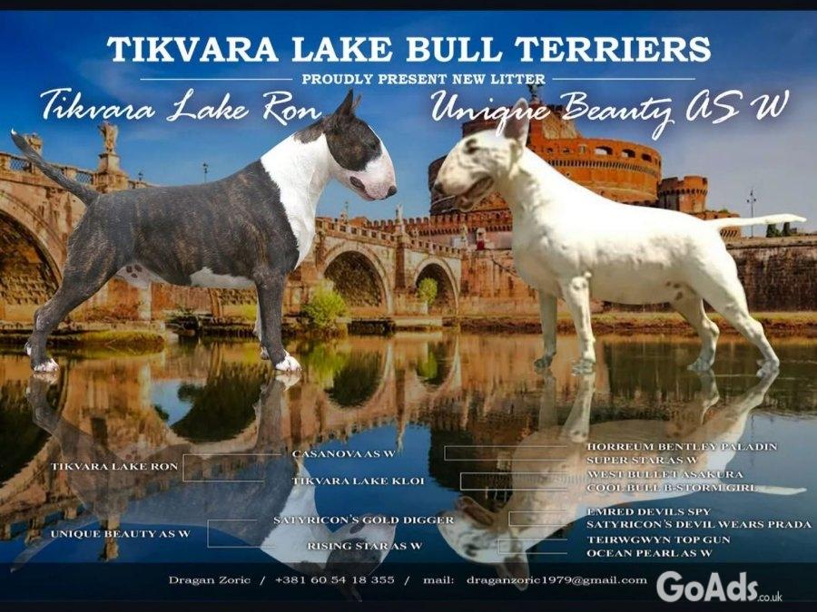 Standard Bull Terrier puppies