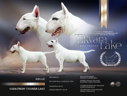 Standard Bull Terrier