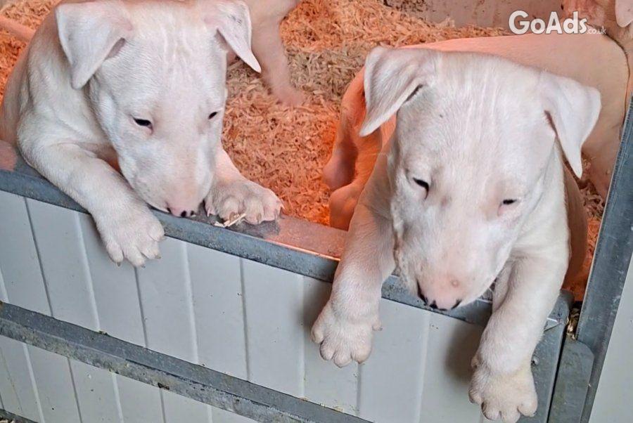 Standard Bull Terrier