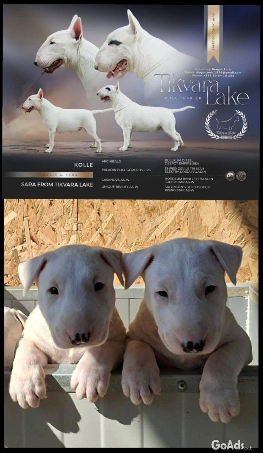 Standard Bull Terrier