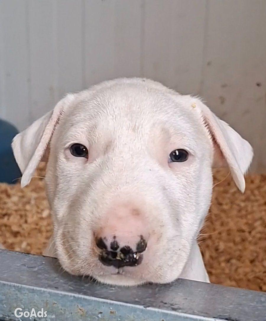 Standard Bull Terrier