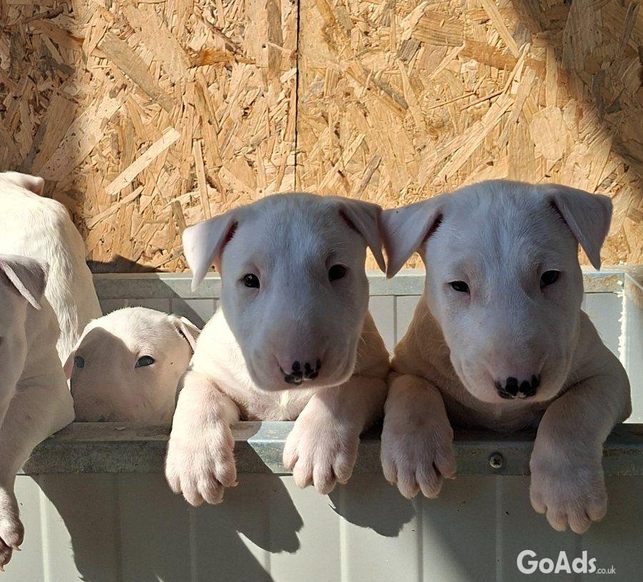 Standard Bull Terrier