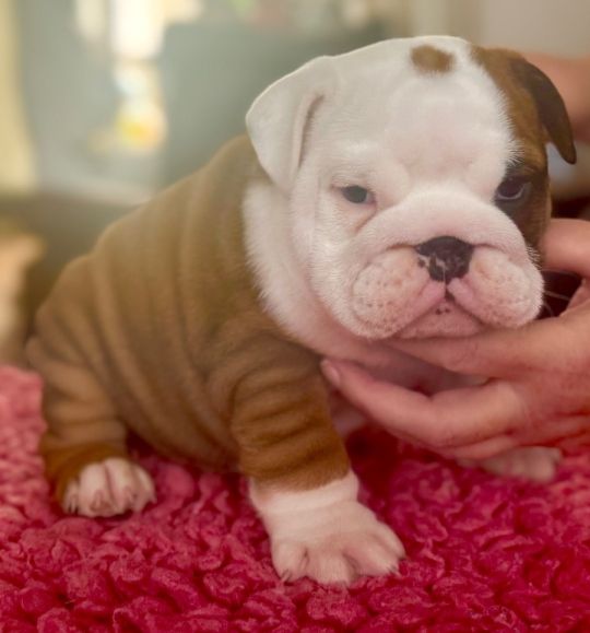 Standard English Bulldog Pups Red & White