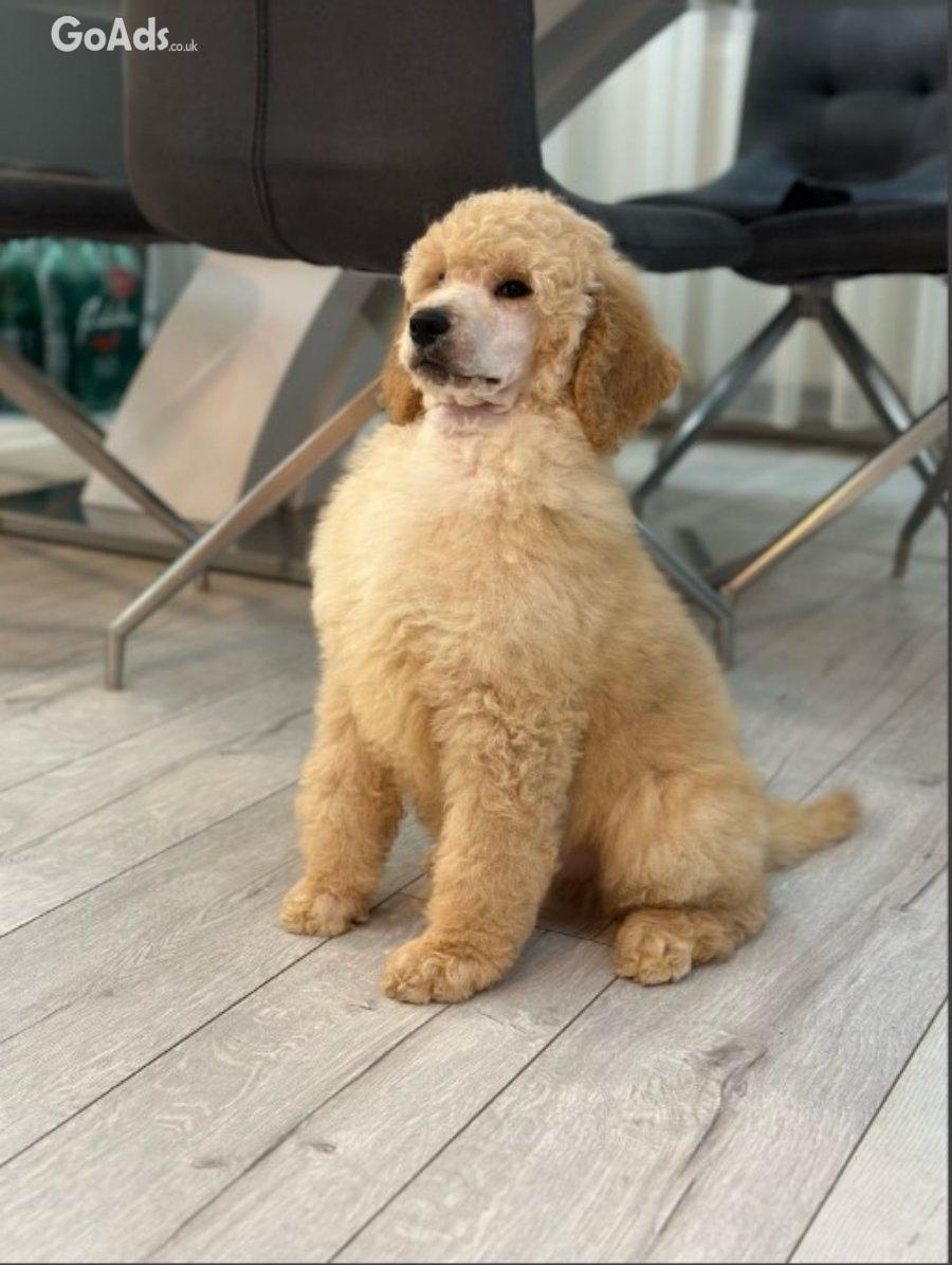 Standard poodle puppies