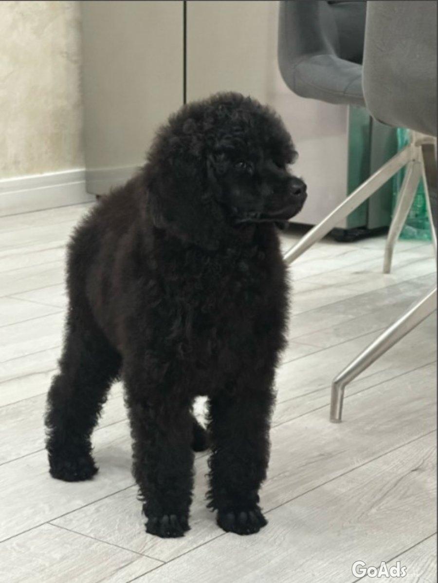 Standard poodle puppies