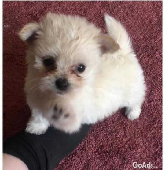 Stunning 8 week old girl  malchi ready now