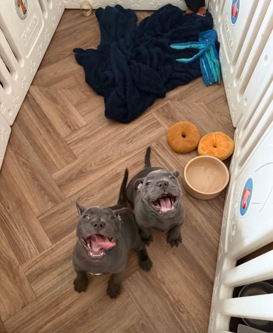 Stunning chunky litters or 2 staffy pups