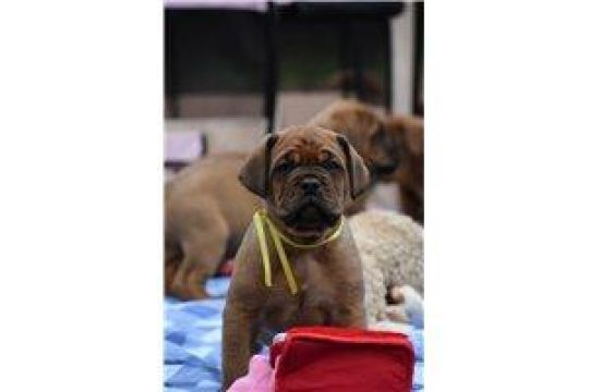 Stunning dogue de bordeaux puppies
