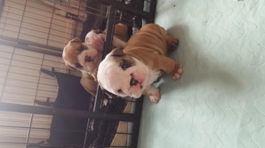 Stunning english bulldog puppies