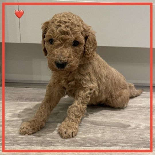 Stunning F2b Labradoodles