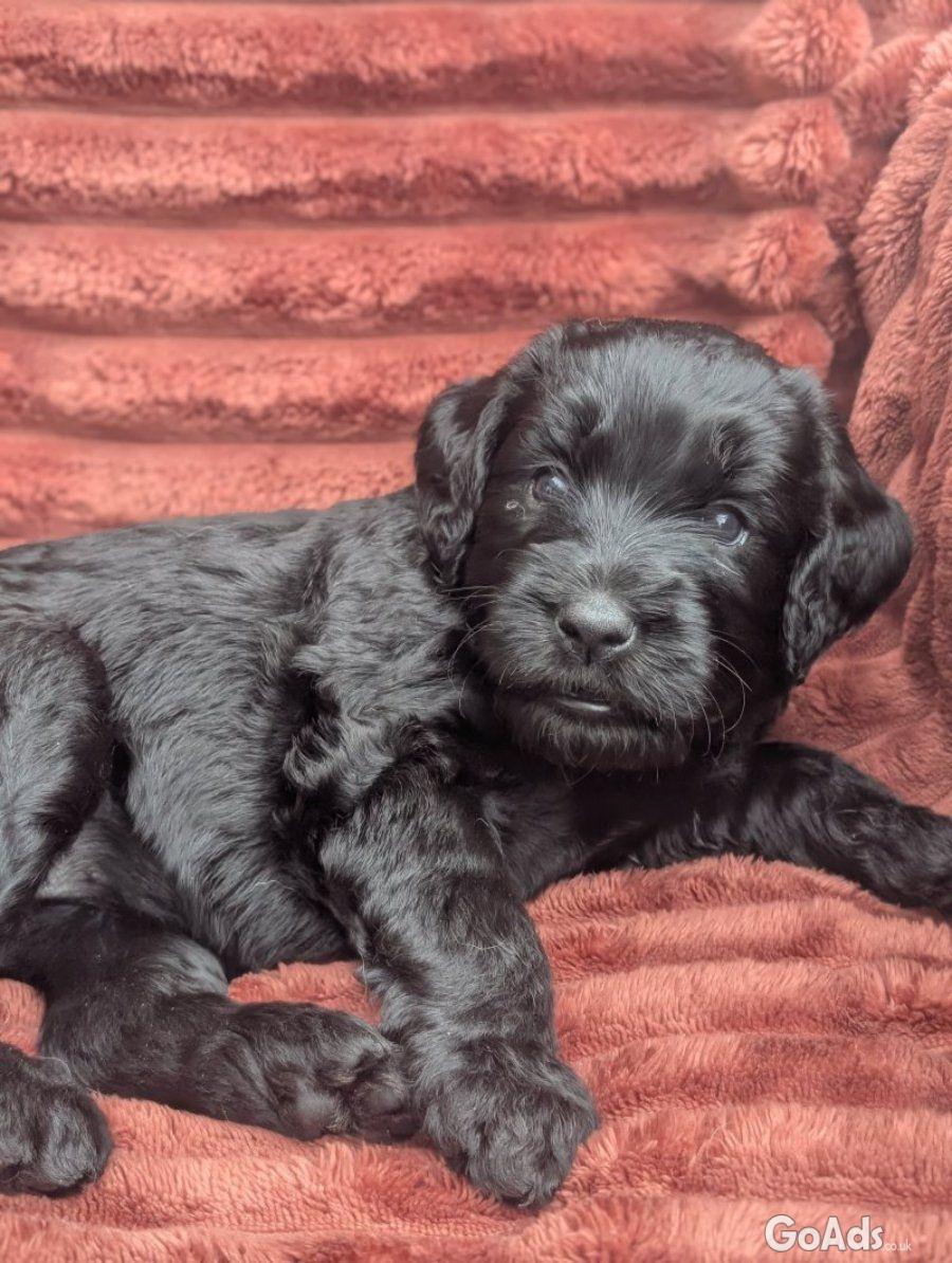 Stunning F4 Multigen Labradoodle All reserved