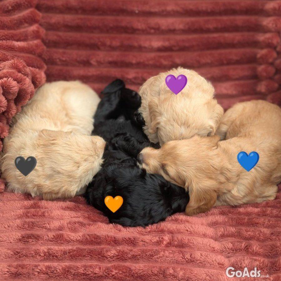 Stunning F4 Multigen Labradoodle All reserved