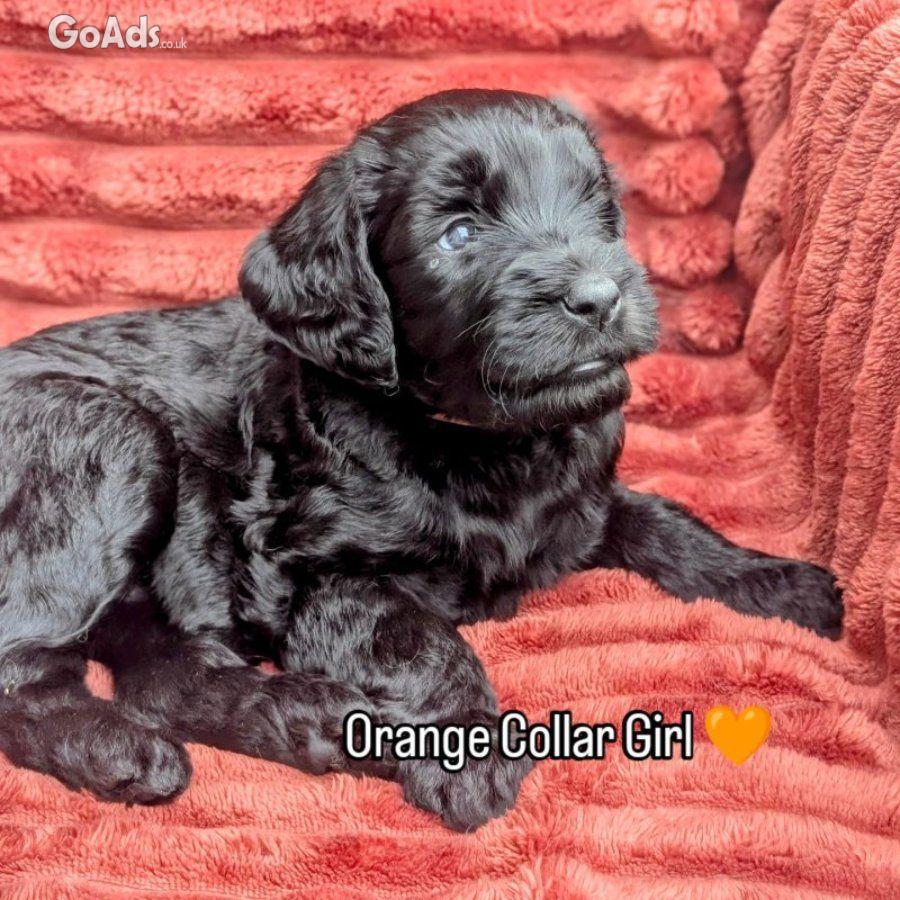 Stunning F4 Multigen Labradoodle All reserved