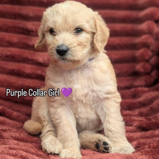 Stunning F4 Multigen Labradoodle All reserved