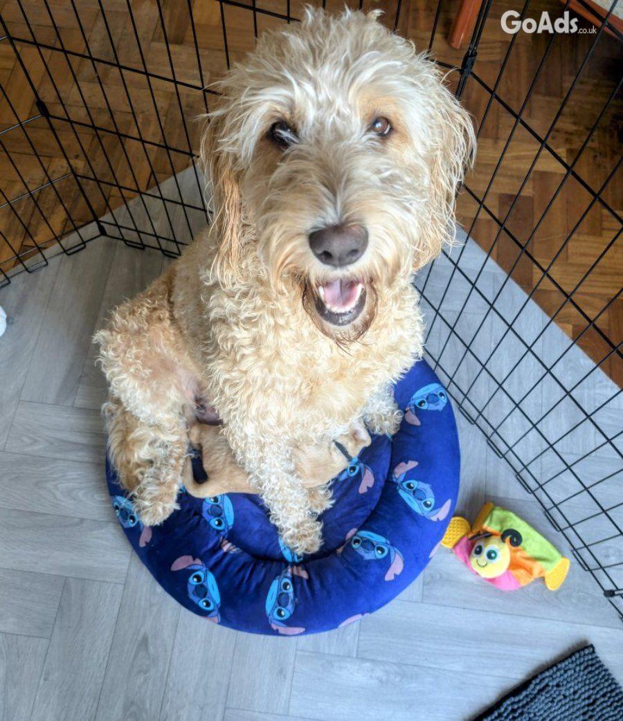 Stunning F4 Multigen Labradoodle All reserved