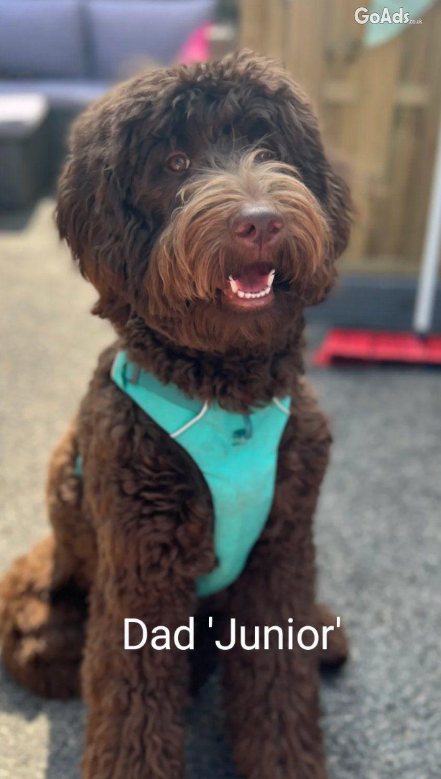 Stunning F4 Multigen Labradoodle All reserved