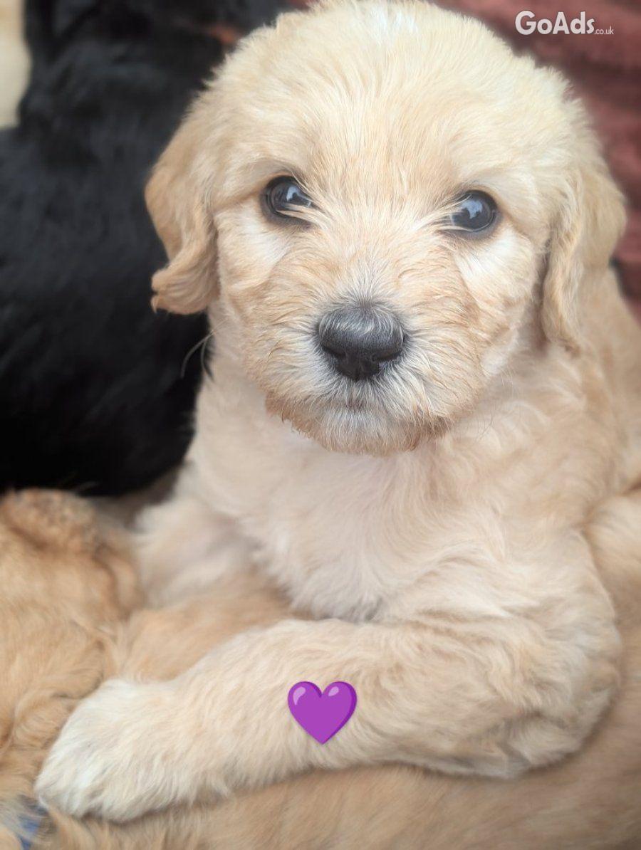 Stunning F4 Multigen Labradoodle All reserved