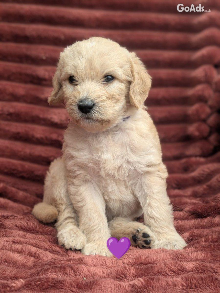 Stunning F4 Multigen Labradoodle All reserved