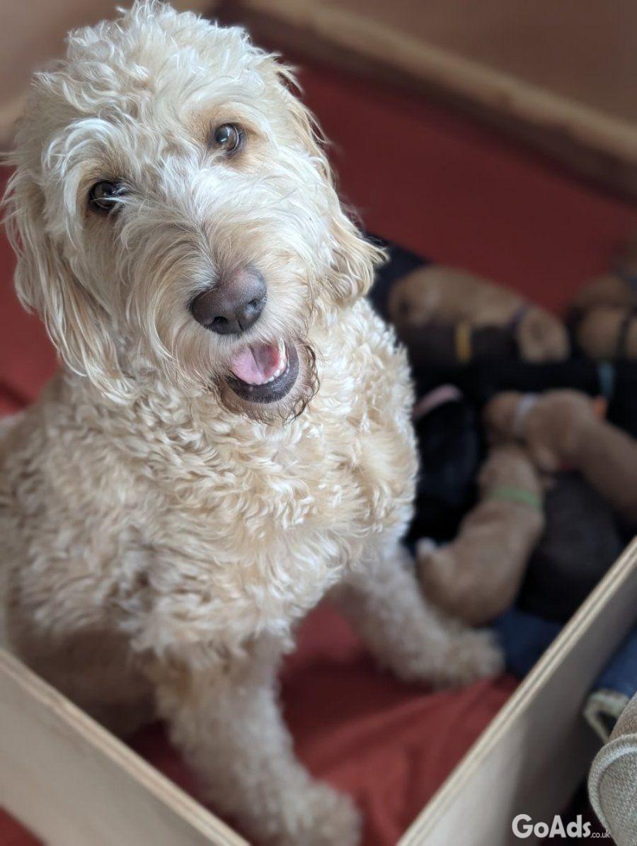 Stunning F4 Multigen Labradoodle All reserved