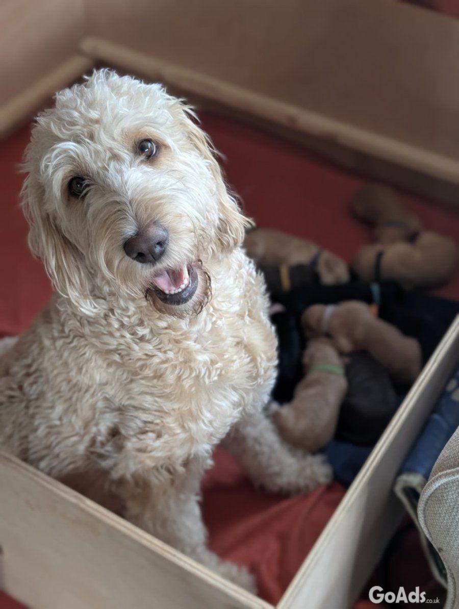 Stunning F4 Multigen Labradoodle All reserved