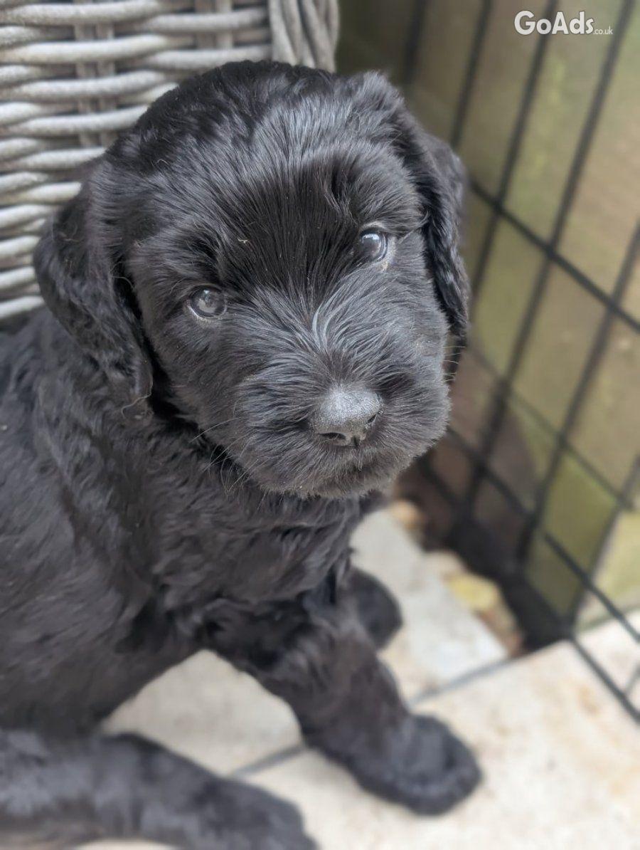 Stunning F4 Multigen Labradoodle All reserved