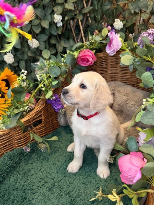 🐾Stunning Golden Retriever Puppies🐾