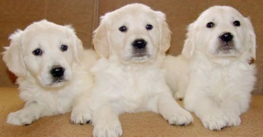 Stunning KC Reg. Eng Cream Golden Retriever Pups