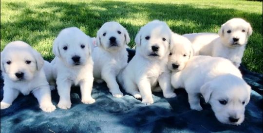 Stunning Litter of KC Golden Retriever puppies