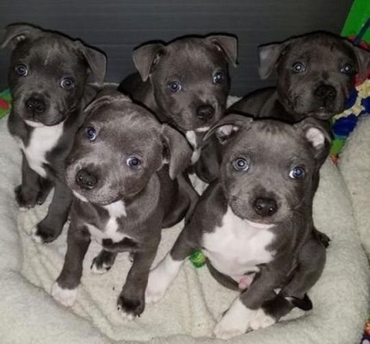 Stunning Litter Of Staff Pups -