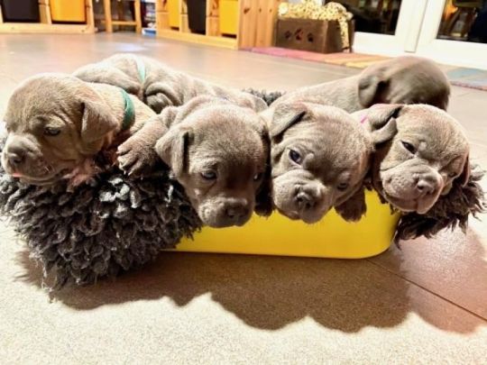 Stunning Litter Of Staff Pups whatsapp us+447832000570