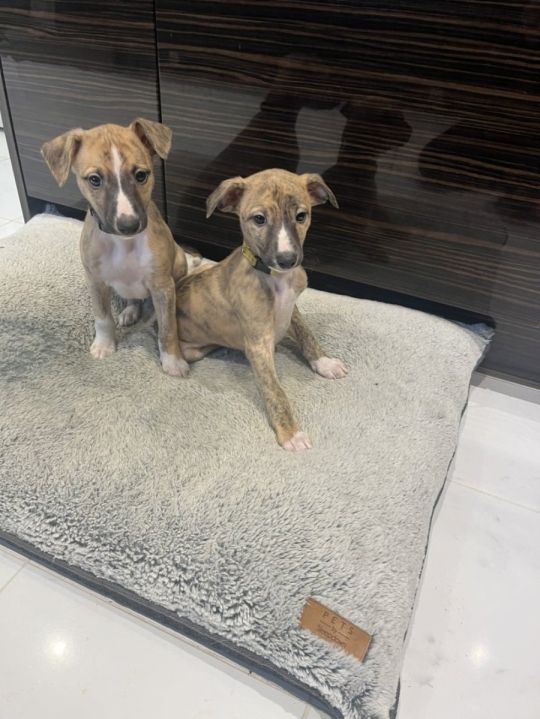 Stunning Litter of Wonderful Whippets!