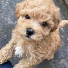 Stunning Maltipoo Puppies Available