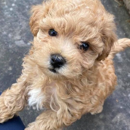 Stunning Maltipoo Puppies Available