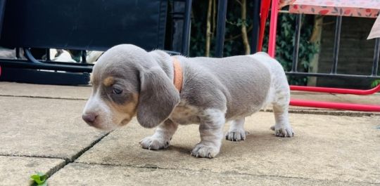 Stunning Miniature Dachshunds