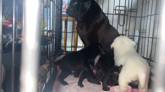 Stunning pug pups