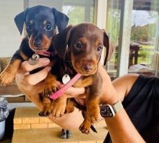 STUNNING PUREBRED TINY MINIATURE DASHCHUND PUPPIES