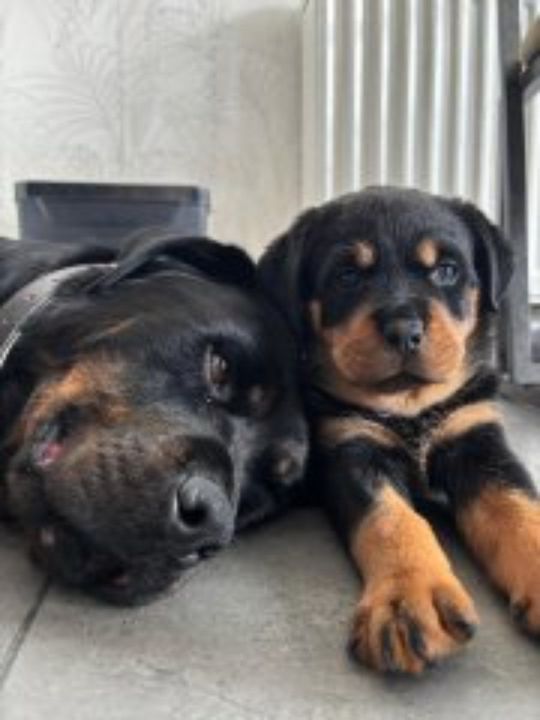 Stunning Rottweiler Puppies